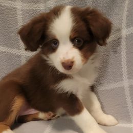 Miniature Australian Shepherds from J&J Mini Aussies