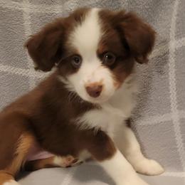 Miniature Australian Shepherds from J&J Mini Aussies