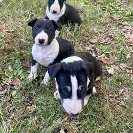 Bull Terrier Puppies from Lynn Hill Bull Terriers