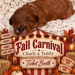 Ticket Booth - Red  male Goldendoodle puppy in Nacogdoches, Texas from Designer Doodles