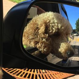 Poodles from Tucker Hill Kennel