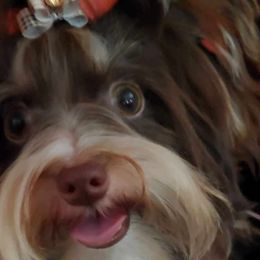Rocky Road - Biewer Terrier