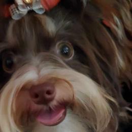 Rocky Road - Biewer Terrier