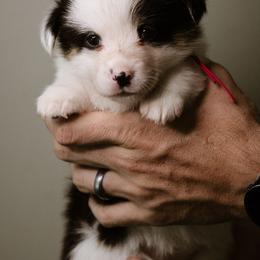 Naomi - Black and tan female Pembroke Welsh Corgi puppy in South Otselic, New York from Ridge Top Corgis