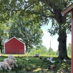 Border Collie and Maremma Sheepdog Puppies from 2J 2K Border Collies & Maremma Sheepdogs