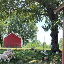 Border Collie and Maremma Sheepdog Puppies from 2J 2K Border Collies & Maremma Sheepdogs