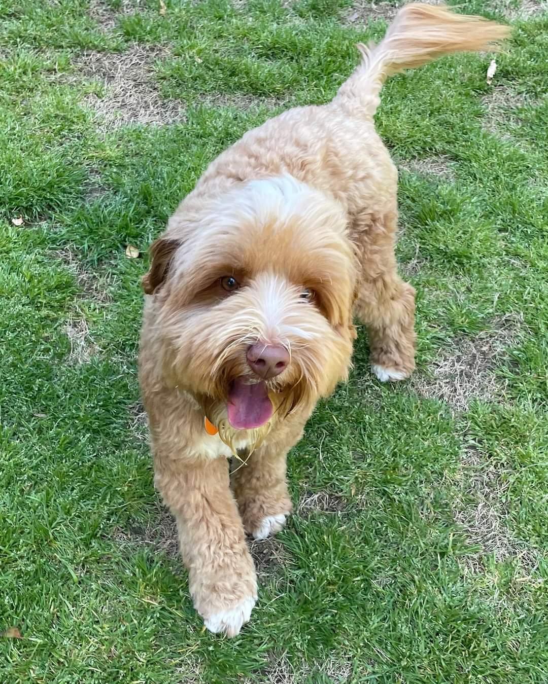 Chewy