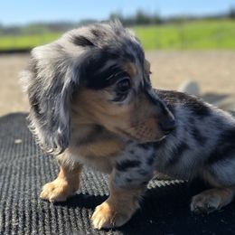 Dachshund Puppies from SchmooterBabies