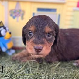 Chilli- SILKY WIRE - Chocolate and tan female Dachshund puppy in Duncan, Arizona from Bootheel Doxies