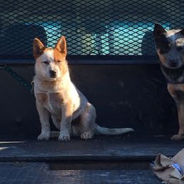 Australian Cattle Dog Puppies from Hudsons Australian Cattle Dogs