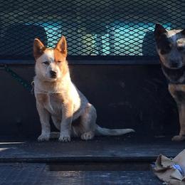 Australian Cattle Dog Puppies from Hudsons Australian Cattle Dogs
