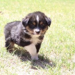 Toy Australian Shepherd Puppies from Mobley Ranch Toy Aussies