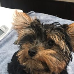 Yorkshire Terriers from Precious Yorkie Babies