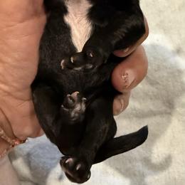 Aries - Black male Poodle puppy in Bakersfield, California from Pedigree Poodles