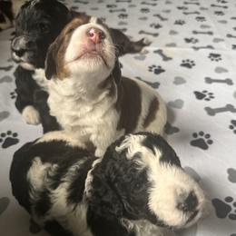 Bernedoodle, Cockapoo, and Goldendoodle Puppies from Avery Doodle Day LLC