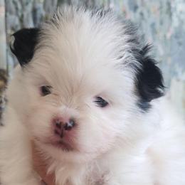 Dolly 4,500 dollars - Black and tan parti female Pomeranian puppy in Amelia, Ohio from Boujee Puff Poms