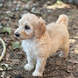 Peanut - Cream female Labradoodle puppy in Somerset, California from Annie’s Animals