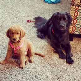 Bernedoodle and Goldendoodle Puppies from Lings Legacy Doodles