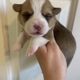 Winter - Red male Pembroke Welsh Corgi puppy in Cumming, Georgia from Carter’s Corgis LLC