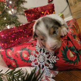 Boy 5 - Blue merle and white male Collie puppy in Tennessee from Voneida Collies & Corgis