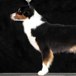 Raven - Miniature American Shepherd