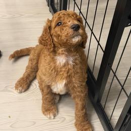 Salami - AKC Limited - Apricot male Poodle puppy in Haines City, Florida from Noelle Poodles