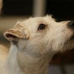 Swift - Jack Russell Terrier