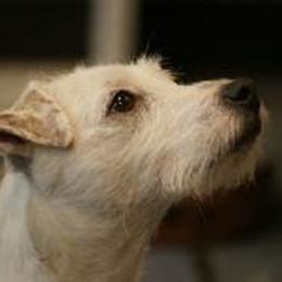 Swift - Jack Russell Terrier