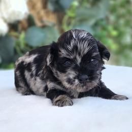 Janine - Black and silver female Havapoo puppy in Dothan, Alabama from Farquharson's Poodles&Doodles