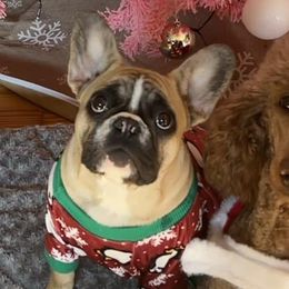 Bernedoodles, French Bulldogs, and Poodles from Lovely Poodles an’ Doodles