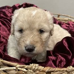 Goldendoodles and Poodles from Oodles of Puppy Love