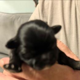 Micky - Grizzle male Lhasa Apso puppy in Fort Worth, Texas from Cynthia's Lhasa Apsos