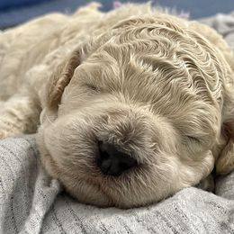 Goldendoodle Puppies from Only Loving Pups