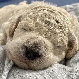 Goldendoodle Puppies from Only Loving Pups