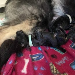 Shiloh Shepherd Puppies from Opal Shilohs