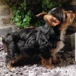 Royal - Black and gold male Yorkshire Terrier puppy in Hot Springs, Arkansas from Kimberly's Lovable Littles
