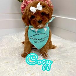 Cozy - Red female Cavapoo puppy in Buford, Georgia from Petite Posh Puppies