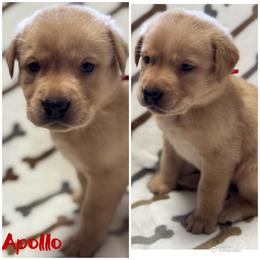 Apollo - Yellow male Labrador Retriever puppy in Hartly, Delaware from Triple Threat Labradors