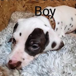 Boy Todoroki Brown - White and liver brown Dalmatian puppy in Thayer, Missouri from Spotty Bottom Dalmatians