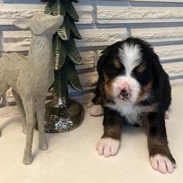 Black Boy - Black rust and white male Bernese Mountain Dog puppy in Oakley, Idaho from Purple Sage Puppies Bernese Mountain Dogs