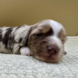 Conrad - Dapple male Dachshund puppy in Hendersonville, North Carolina from Kim's Cove