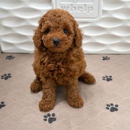 Moana - Red  female Poodle puppy in Los Angeles, California from Exquisite Doodles