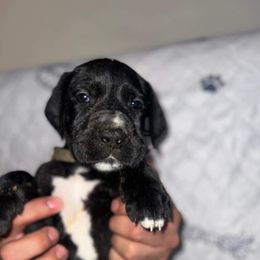 Great Dane Puppies from Great Dane Dynasty