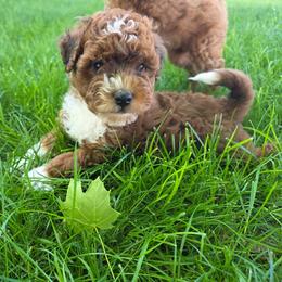 Lily - Sable female Aussiedoodle puppy in Blackfoot, Idaho from Draper Mountain Doodles
