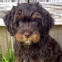 Australian Mountain Doodles, Bernedoodles, and Goldendoodles from Wynterwood Doodles