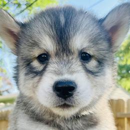 Pomeranians and Siberian Huskies from Lor-Huinil's Dogs