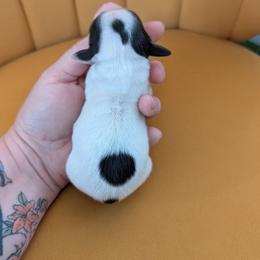 Beulah - Piebald female Dachshund puppy in Barnard, Missouri from KB Doxies