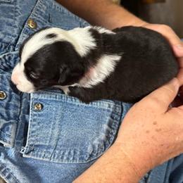 Pink collar - Black and white female Cardigan Welsh Corgi puppy in Omaha, Arkansas from DnD Corgis