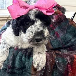 Wendy - Parti female Goldendoodle puppy in Cherry Tree, Pennsylvania from Plum Creek Acres Next Generation