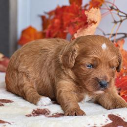Rachel - Red female Cavapoo puppy in Gap, Pennsylvania from Country View Puppies ( License 18816)